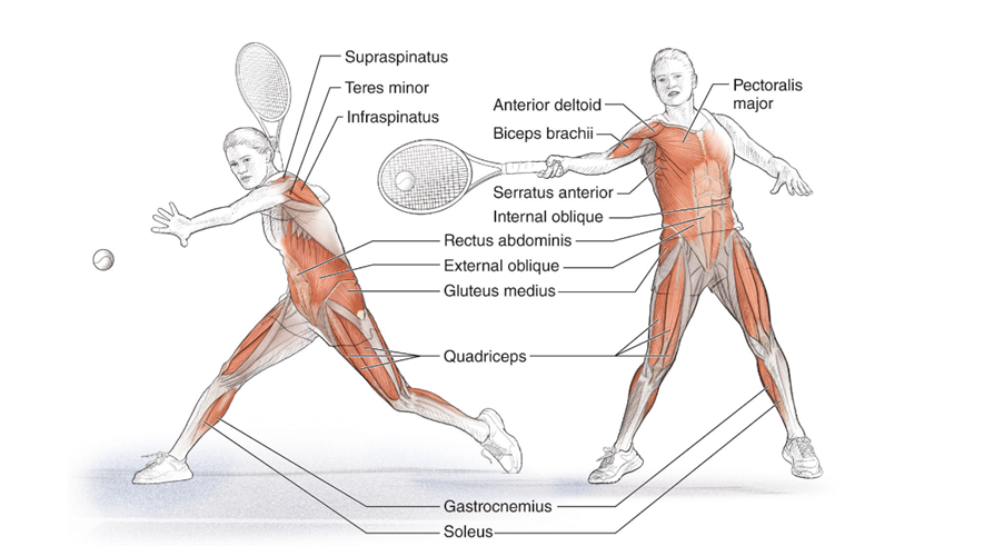 A diagram of the muscles of a person playing tennis
