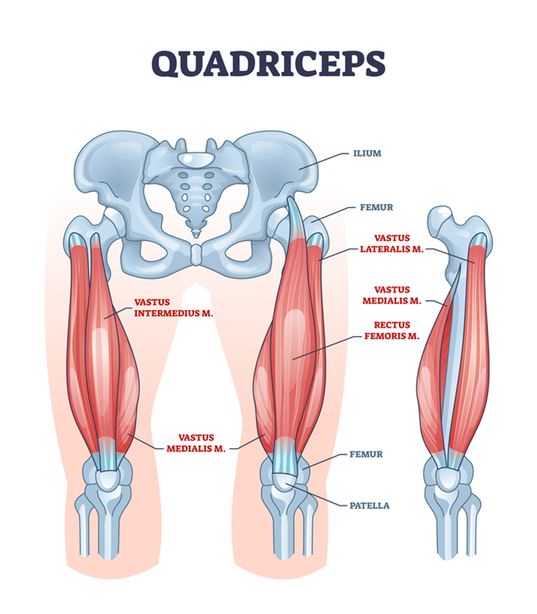Quadriceps diagram