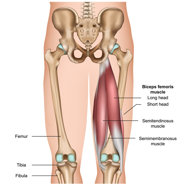 Hamstrings diagram