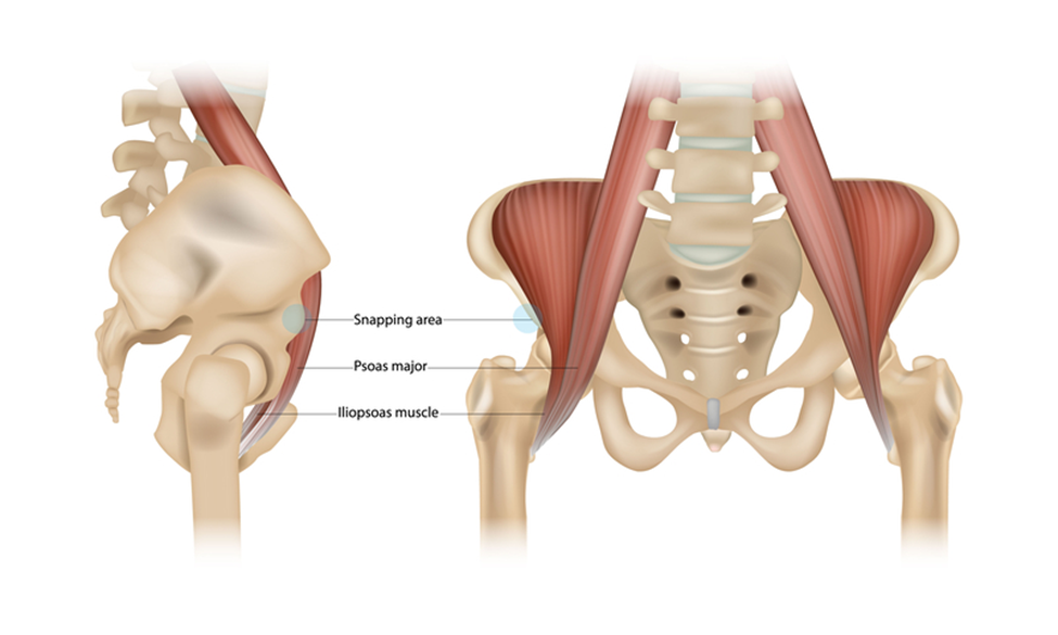 Hip flexor muscles