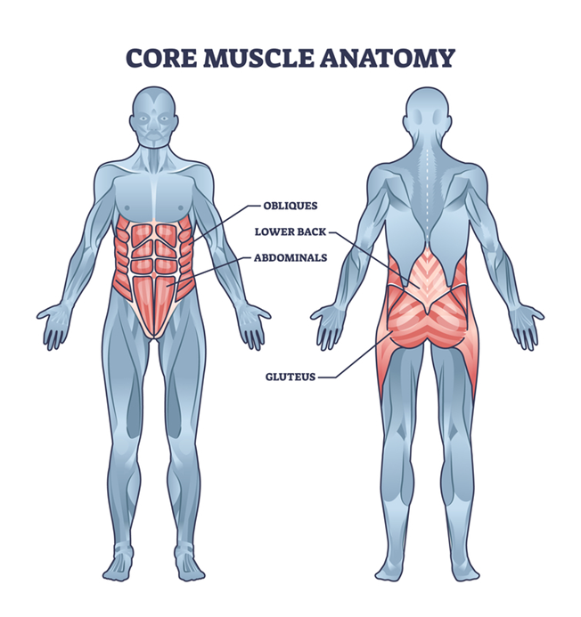core muscle anatomy