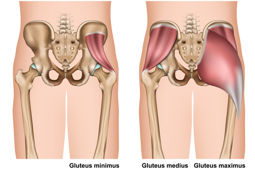 Gluteus muscles