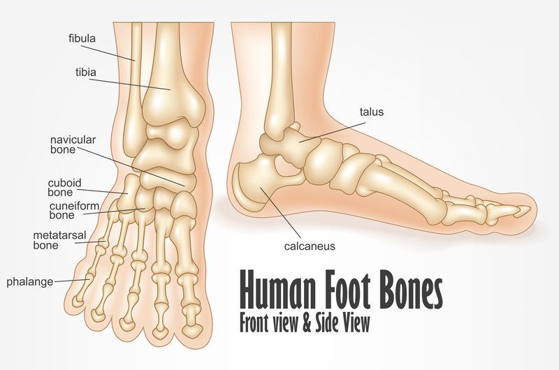 foot bone