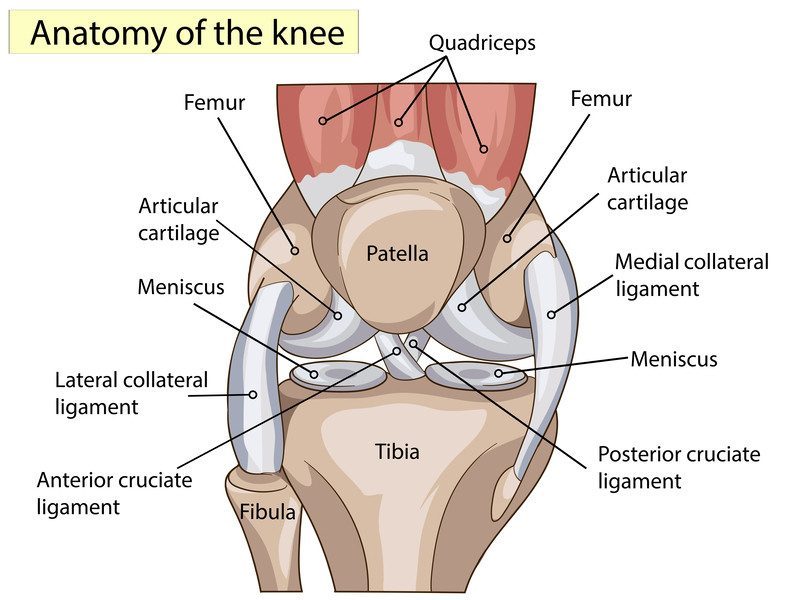 knee